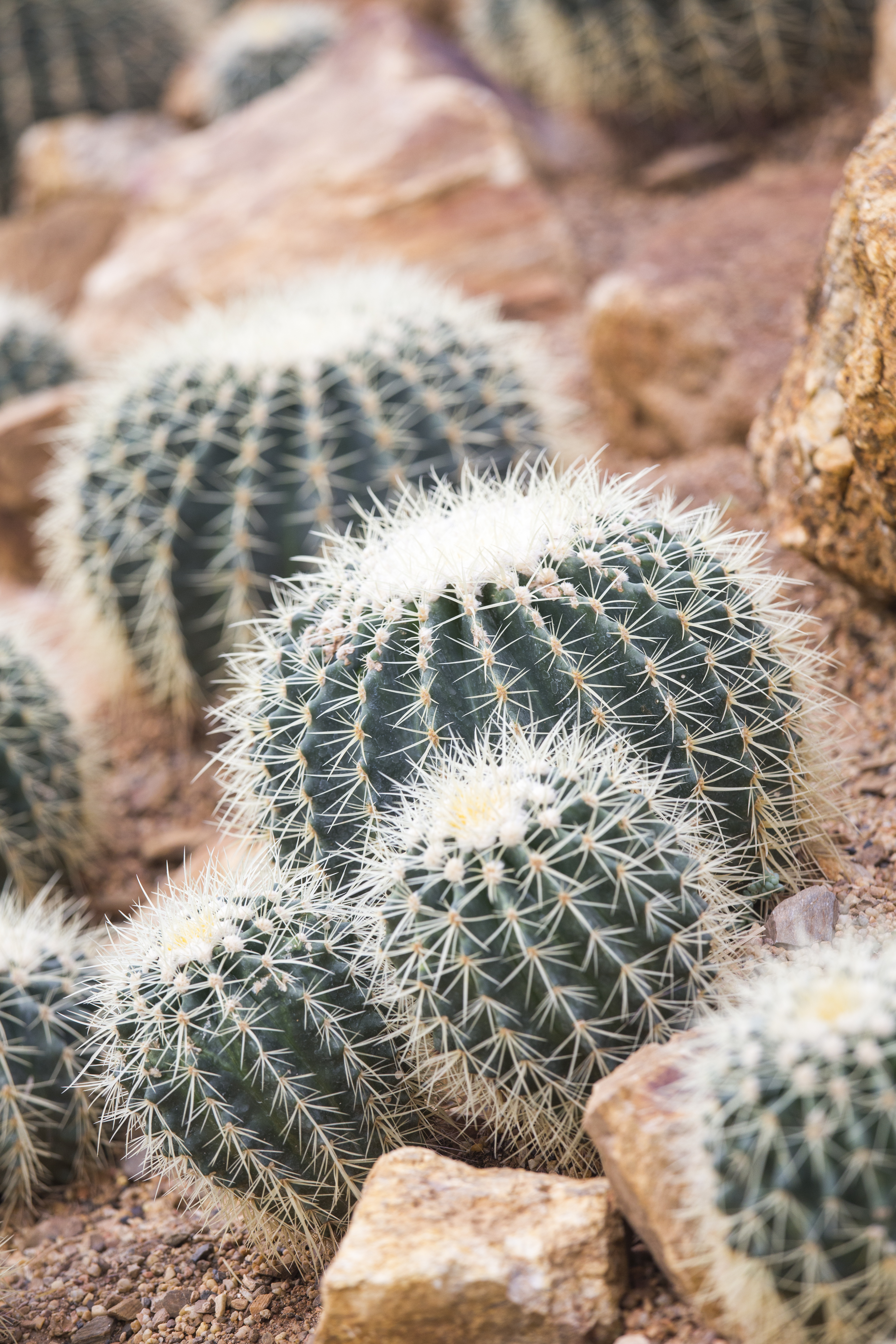 How to repot a cactus: experts reveal their top methods