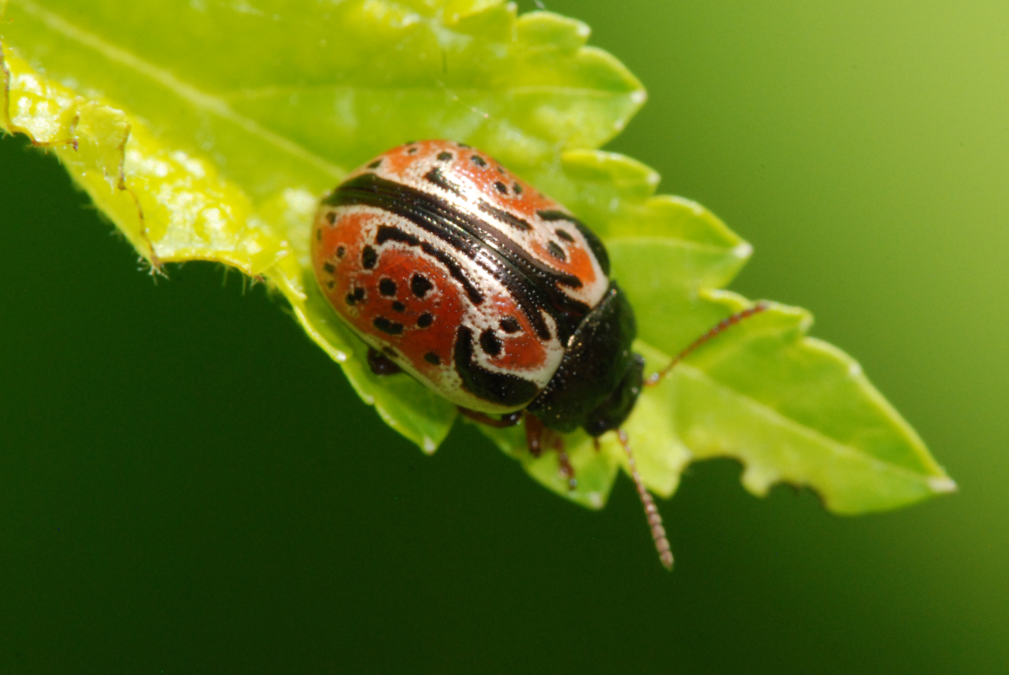 small red beetle with black spots and a black head with antennas on a leaf