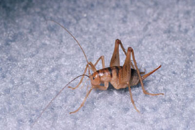 A tan insect with black stripes on its back and two long antennae 