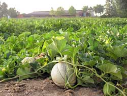 cantaloupe on vine in large field of vines