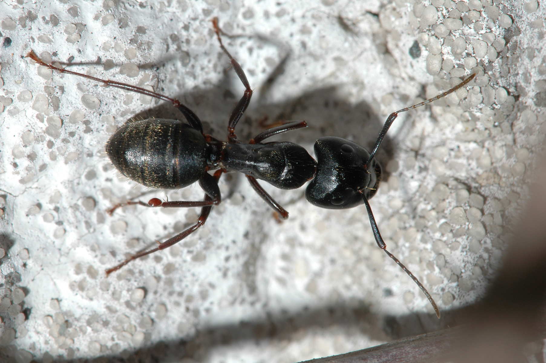 Large black ant on concrete