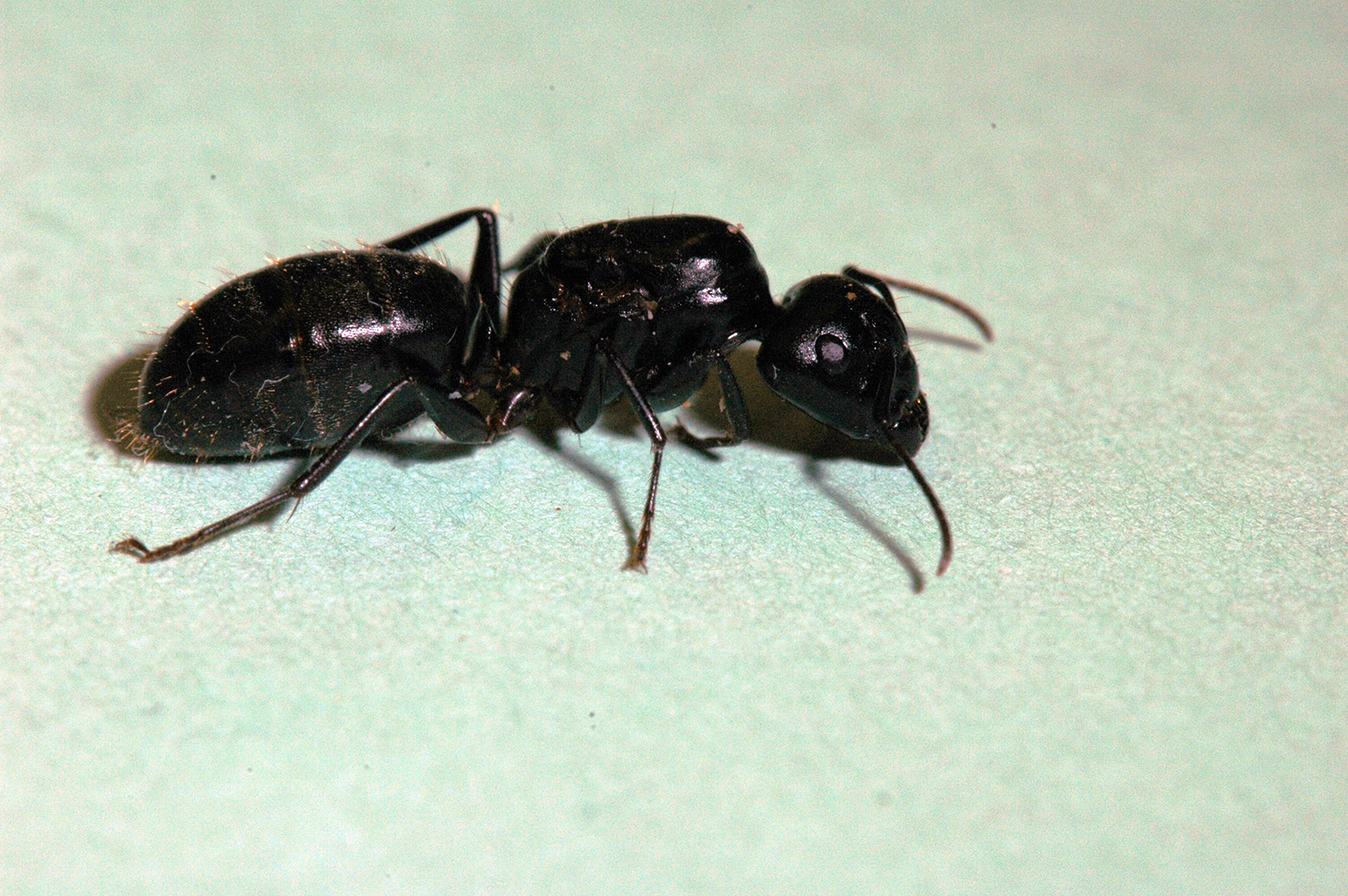 Carpenter Ant Queen Without Wings.JPG