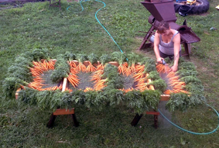 Woman using a garden hose to wash many bunches of carrots on a screened table.