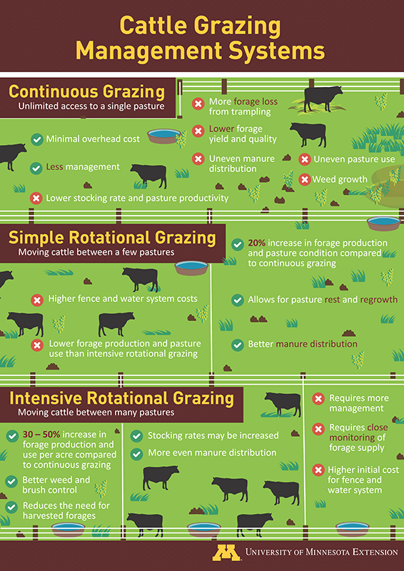 Grazing and pasture management for cattle | UMN Extension