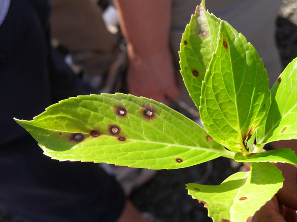 Leaf Spots and Leaf Blights  Symptoms of Palm Diseases and Disorders