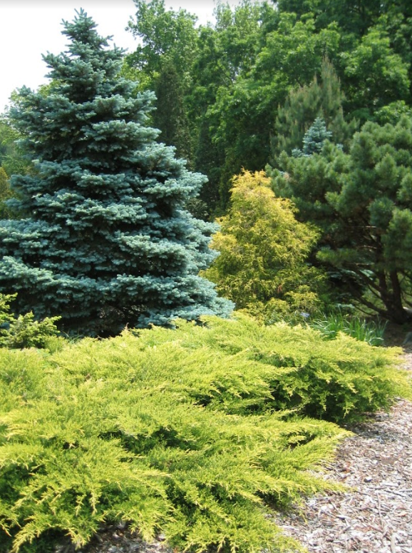 A large blue-green spruce tree, small gold cypress tree, and gold spreading juniper backed by dark green pines.