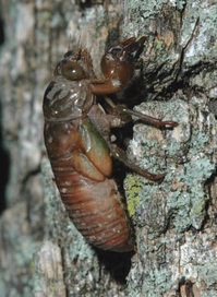 A brown beetle-like insect on tree bark