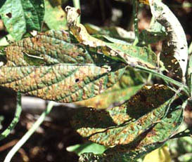 brown and withered soybean leaves