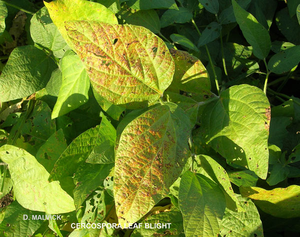 soybean leaves with reddish-purple lesions .