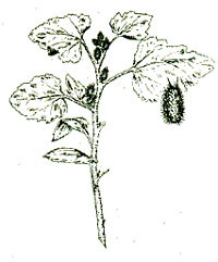 An illustration of a cocklebur plant