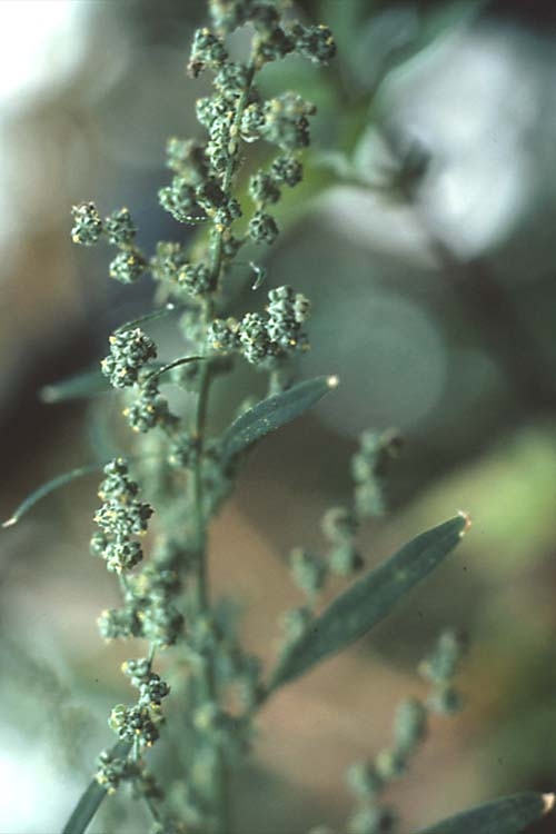 Common lambsquarters’ gray-green flowers in small, round clusters