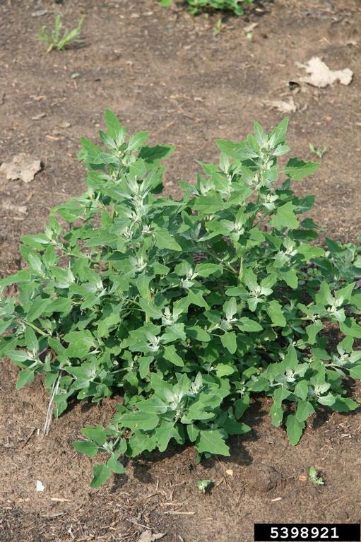 Common lambsquarters weeds in a field