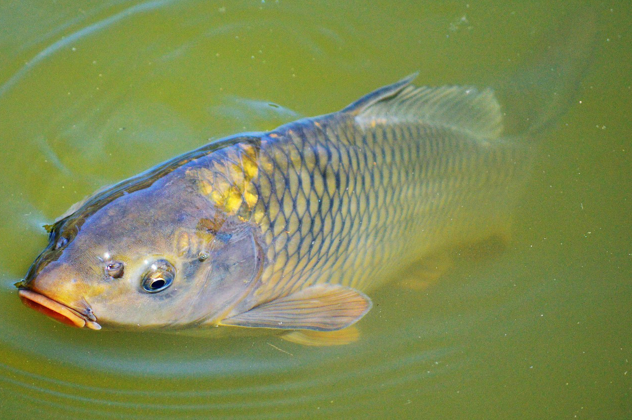 Common carp  Oregon Department of Fish & Wildlife