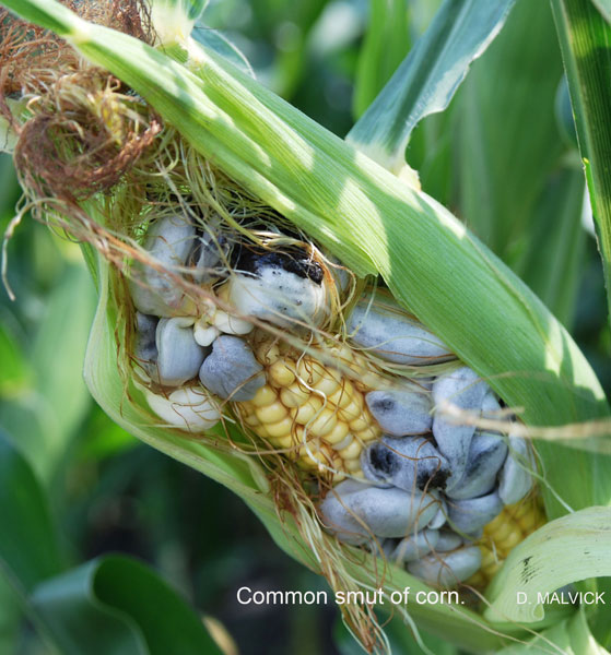 silvery-blue growths on exposed ear of corn.