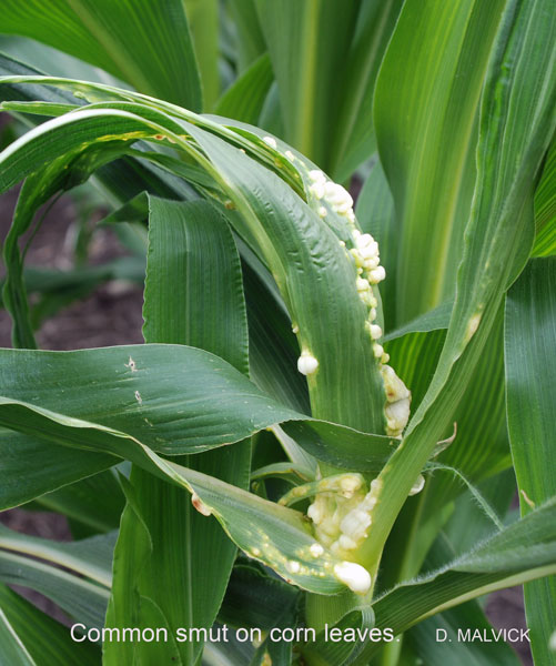 white growths on corn leaves.
