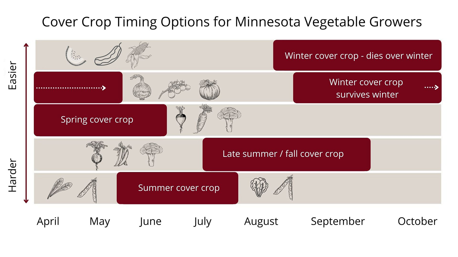 Diagram of cover crop timing options for Minnesota vegetable growers. See page for detailed transcript.