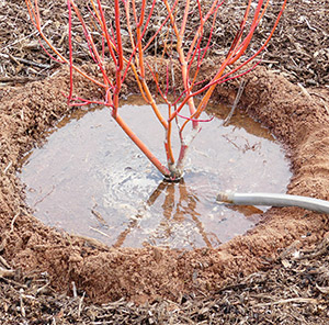 Watering a new shrub with a hose ina reservoir around the base of the plant.