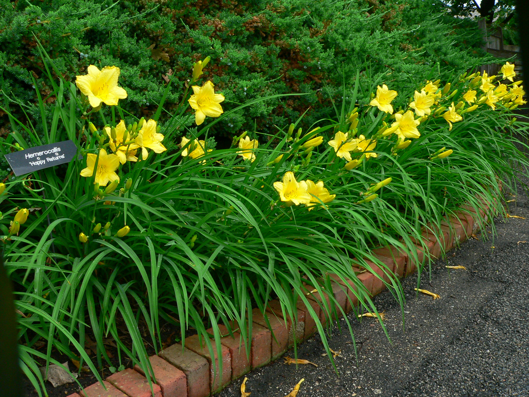 Can Day Lillies Grow in Shade 