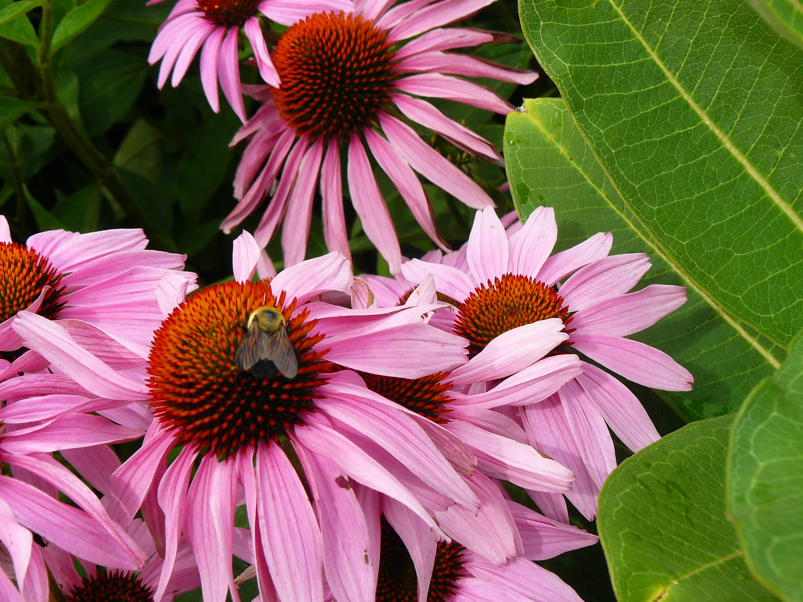 closeup of echinacea flowers with a bee on one of the flowers