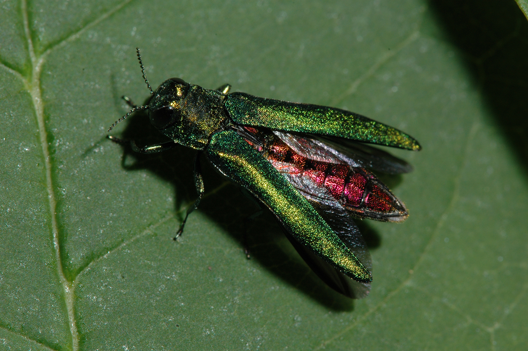 Small green winged fly with red body 