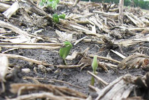 Emerging soybeans surrounded by corn crop residue.