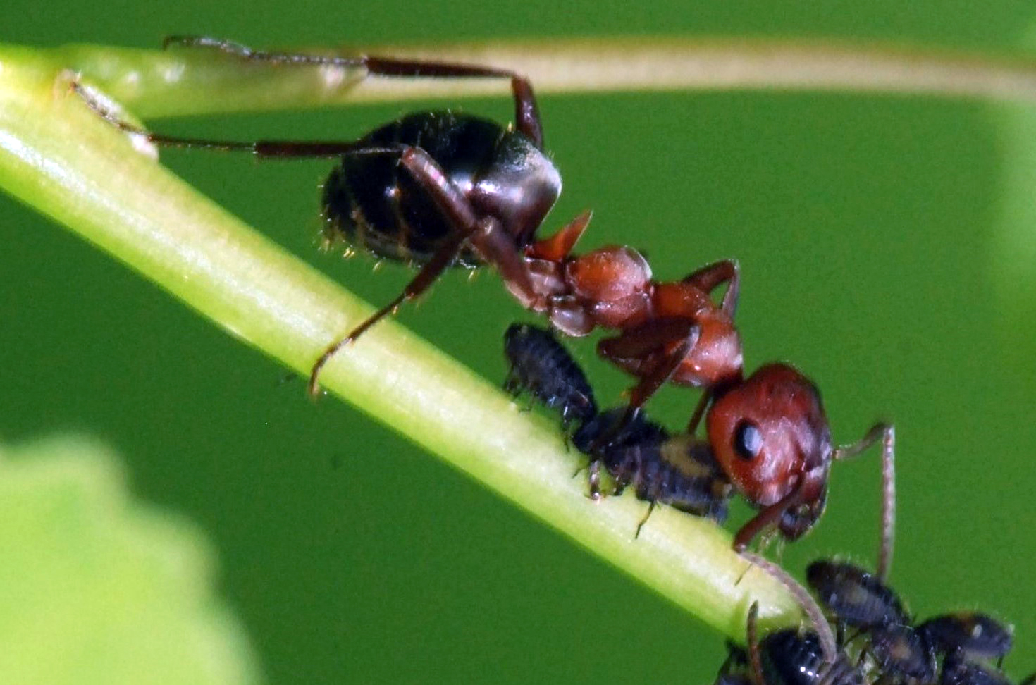 Ants  UMN Extension