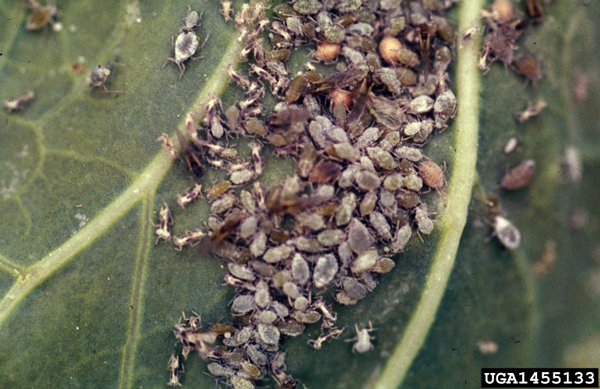 Many brown colored aphids on a green leaf