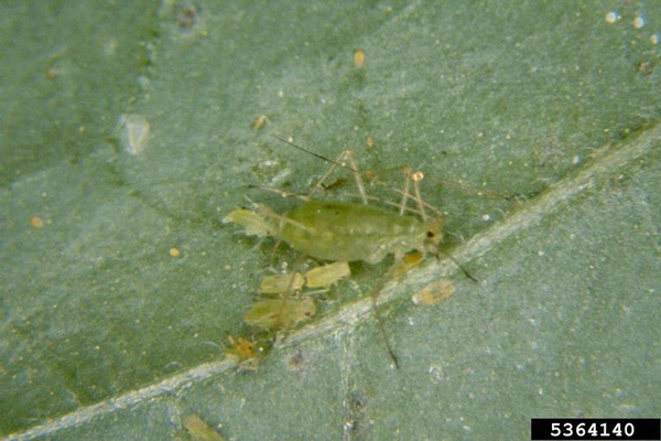 Green colored potato aphids on a green leaf