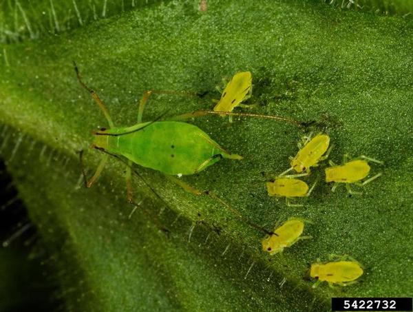 Greenish yellow aphids on a green leaf
