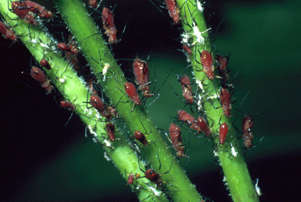 Several brown aphids on green stems