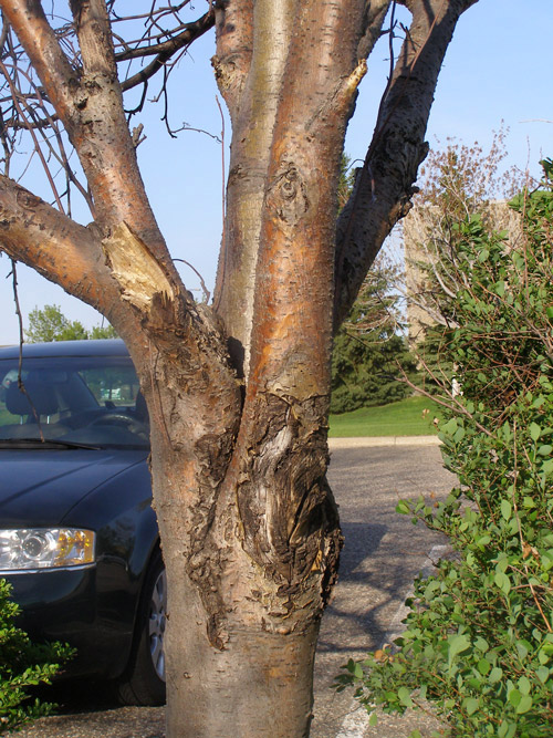 fire blight on trees
