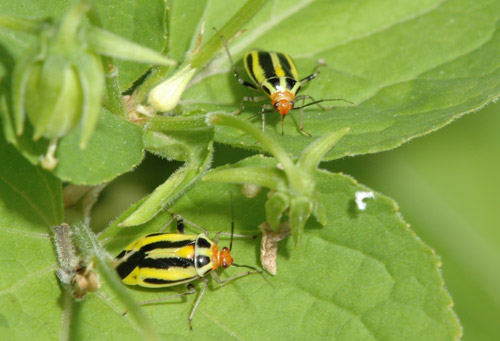 yellow and black bug identification