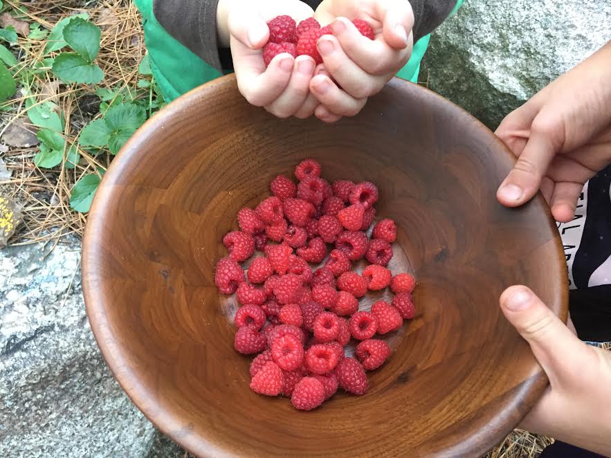 Harvested raspberries in a bowl.
