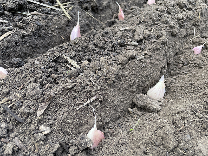 Planting Garlic in the Spring? UMN Extension