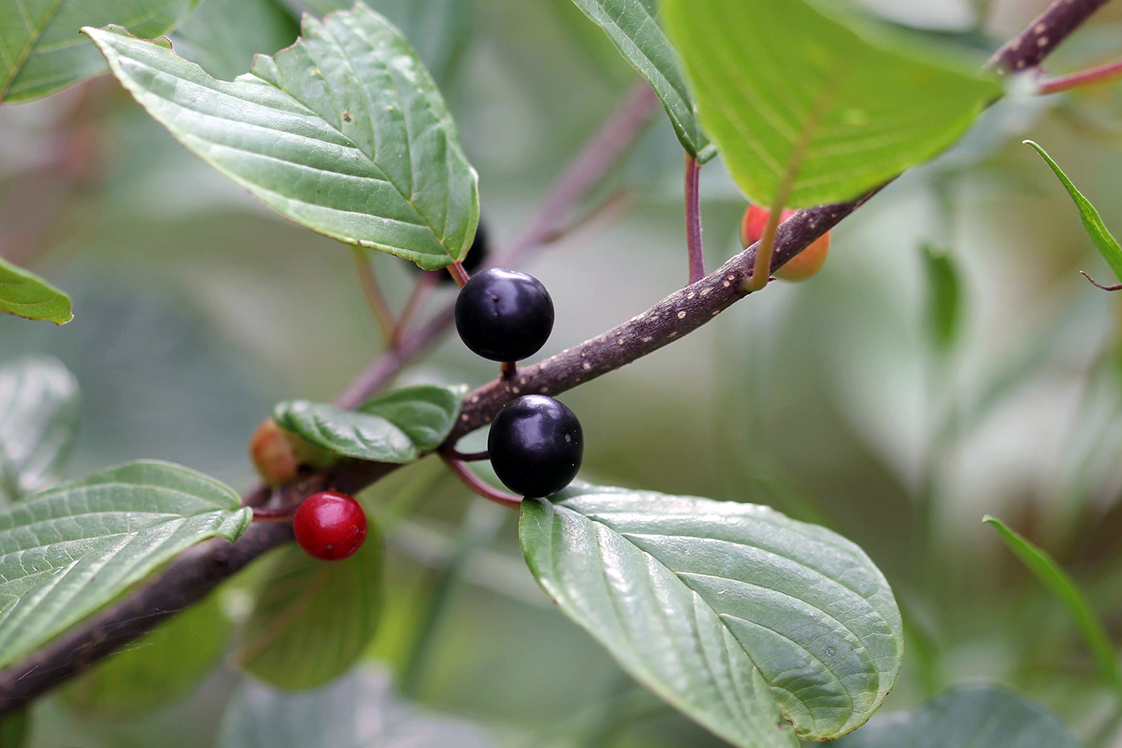 Image of Glossy buckthorn fruits
