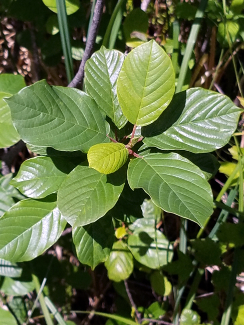 Image of Glossy buckthorn leaves