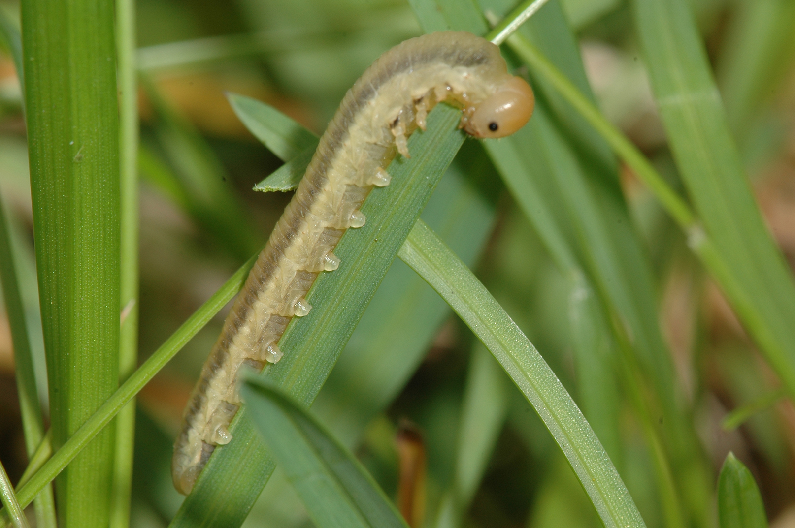 Long light colored centipede with round head on a blade of grass