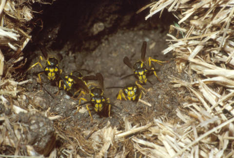 Bee, wasp or hornet nest: Which one is it? | UMN Extension