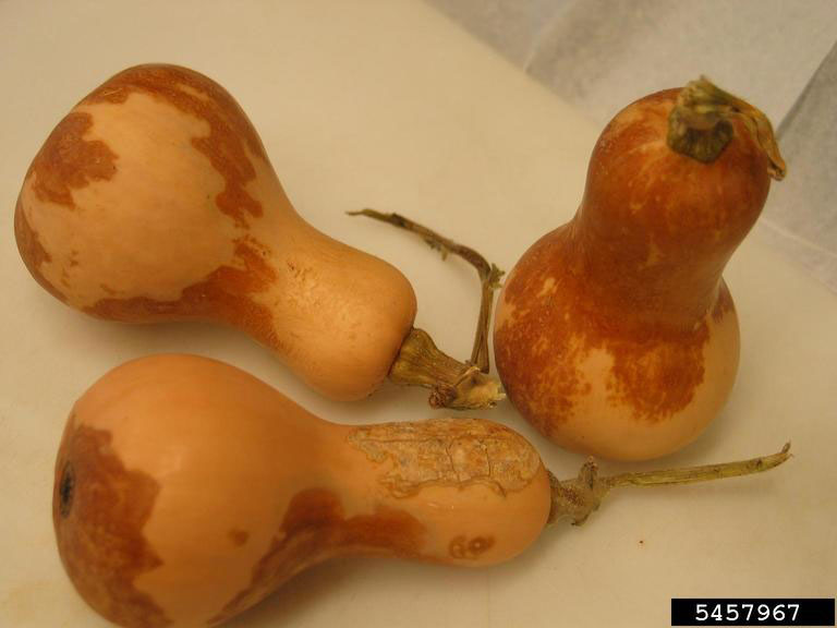 Squash with discoloration from black rot