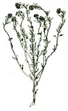 An illustration of an hoary alyssum plant