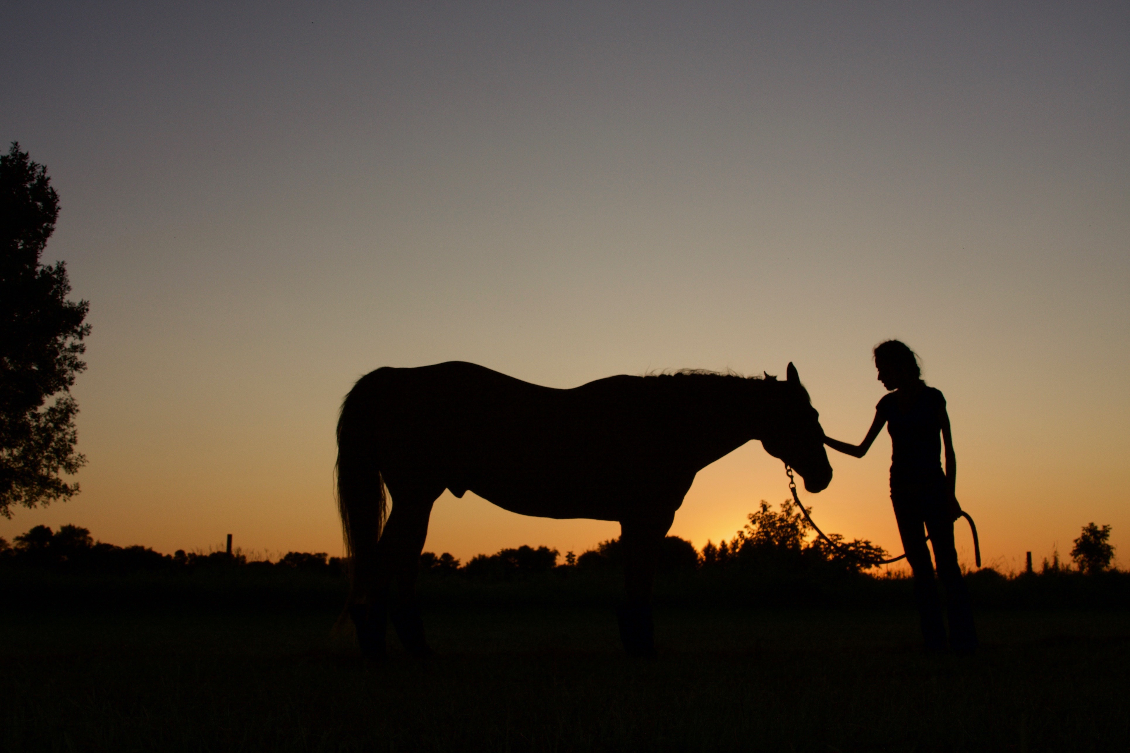 Horse with woman at sunset.