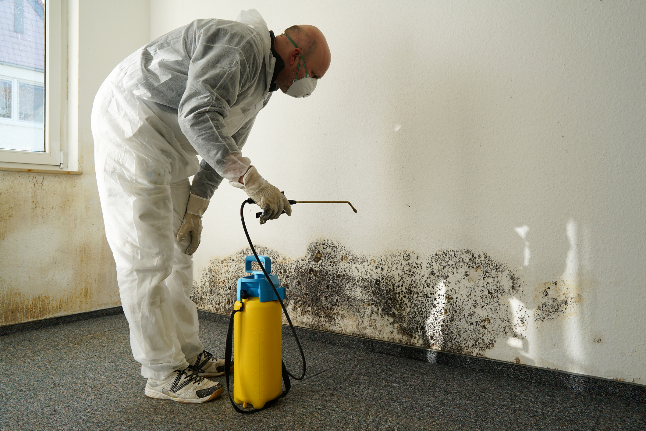 How to Test for Black Mold in the House