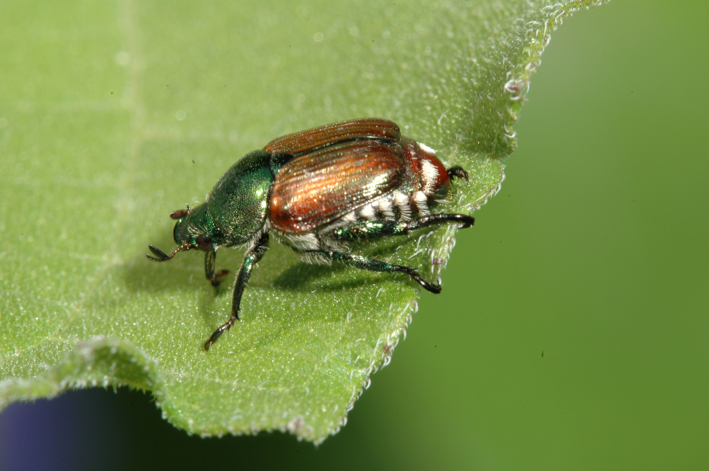 Japanese Beetles: How to Get Rid Of, Looks Like, Life Cycle, Habitats, Eat, Prevention  