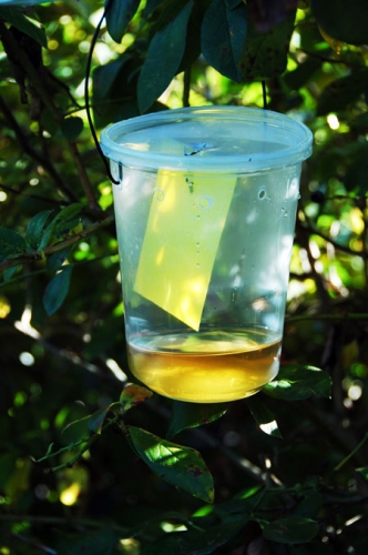 plastic container with lid, yellow liquid, and a piece of yellow paper hanging from the inside of the lid hanging from a wire on a shaded tree branch