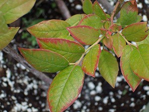 discolored leaves on blueberry plant with iron chlorosis