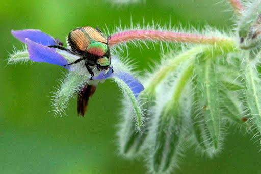 Copper and green beetle on a bright blue fuzzy flower.