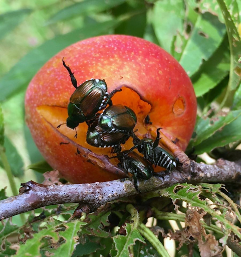 Copper and green beetle eating the pulp out of the crack of a red plum.