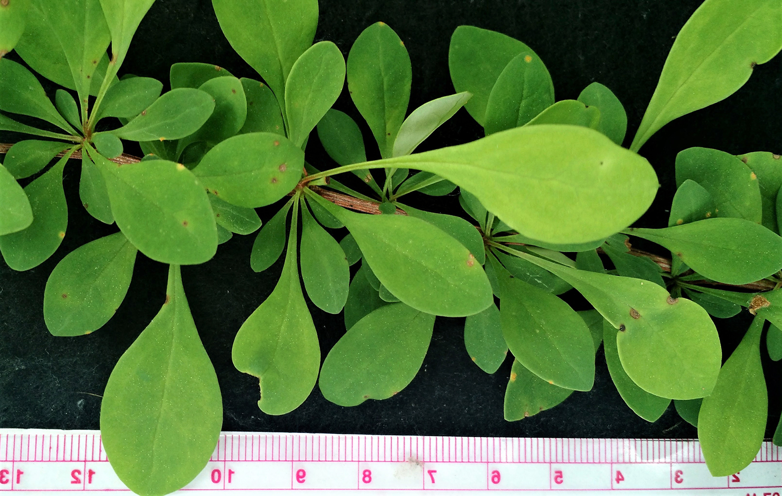 Image of Japanese barberry leaves