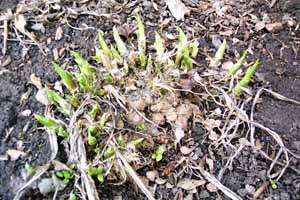 Crown of hosta in early spring with growing tips emerging.