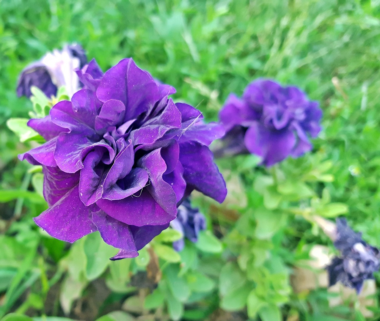 Ruffled double grandiflora petunia of purple flowers with background of green foliage.